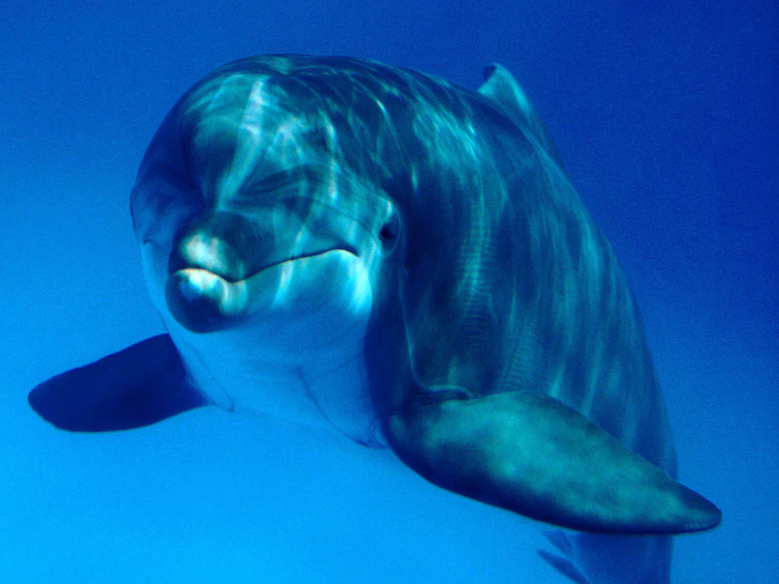 Дельфин под водой бесплатно