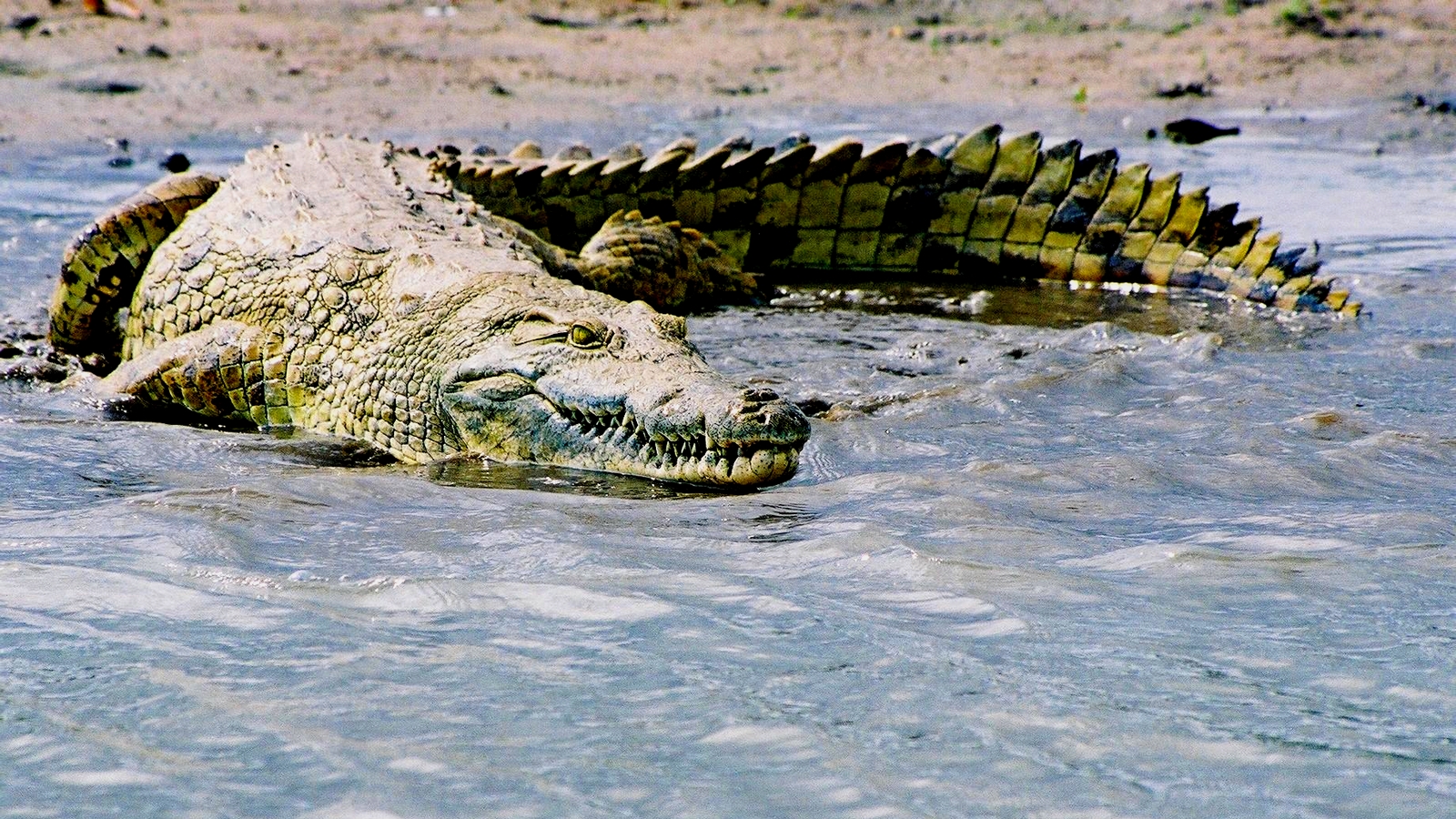 Крокодил выпрыгивающий из воды скачать
